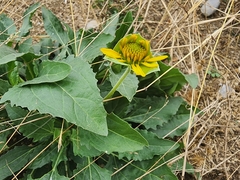 Tetragonotheca texana