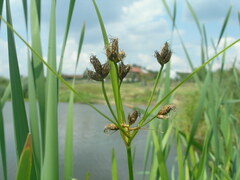 Bolboschoenus laticarpus