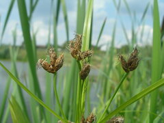 Bolboschoenus laticarpus