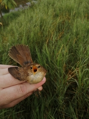 Acrocephalus scirpaceus baeticatus