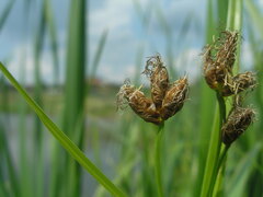 Bolboschoenus laticarpus
