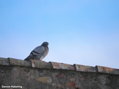 Columba livia