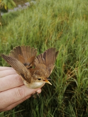 Acrocephalus scirpaceus baeticatus