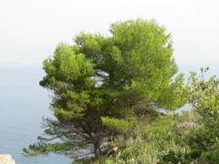 Pinus
