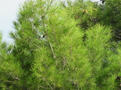 Pinus