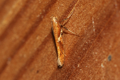 Caloptilia stigmatella