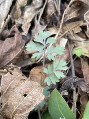 Corydalis flavula