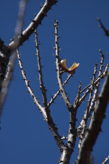 Sesamothamnus lugardii