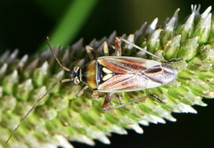 Calocoris roseomaculatus