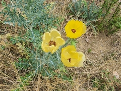 Argemone aenea