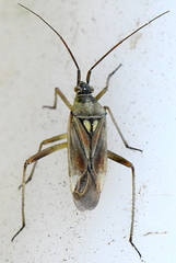 Calocoris roseomaculatus