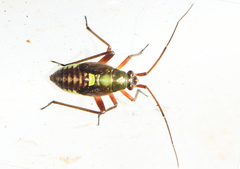Calocoris roseomaculatus