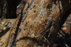 Sesamothamnus lugardii