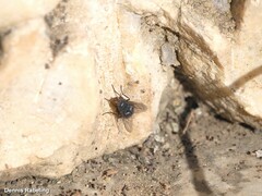 Calliphora
