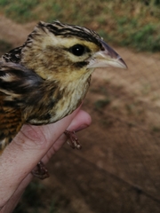 Euplectes axillaris