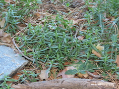 Arenaria montana