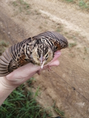 Euplectes axillaris