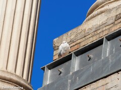 Columba livia domestica