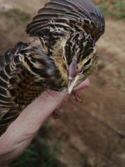 Euplectes axillaris