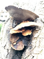 Fungi