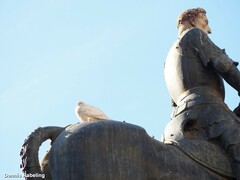 Columba livia domestica