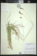 Carex praticola