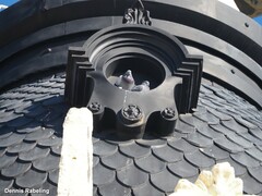 Columba livia domestica