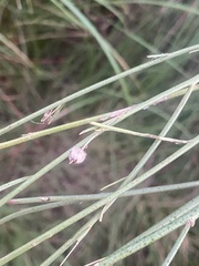 Nanorrhinum