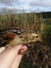 Euplectes axillaris