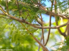 Phylloscopus collybita