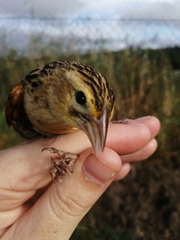 Euplectes axillaris
