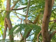 Phylloscopus collybita