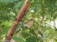 Phylloscopus collybita