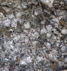 Dermatocarpon miniatum