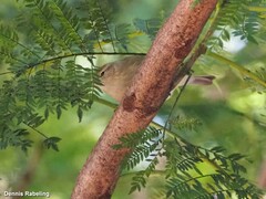 Phylloscopus collybita