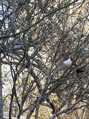 Hemiphaga novaeseelandiae