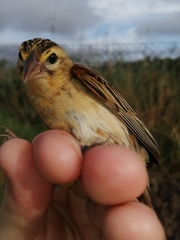 Euplectes axillaris