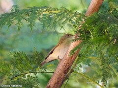 Phylloscopus collybita