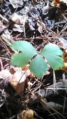 Sanicula smallii