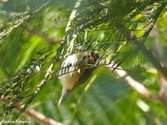 Phylloscopus collybita