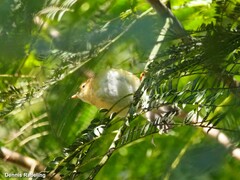 Phylloscopus collybita