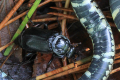 Nicrophorus humator