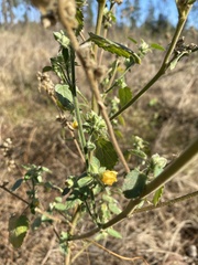 Sida cordifolia