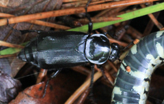 Nicrophorus humator