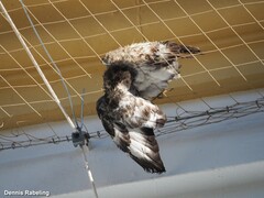 Columba livia domestica