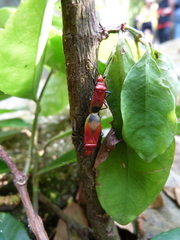 Dindymus sanguineus