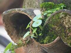 Umbilicus rupestris