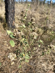 Sida cordifolia