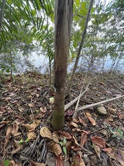 Roystonea borinquena