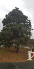 Pinus ponderosa